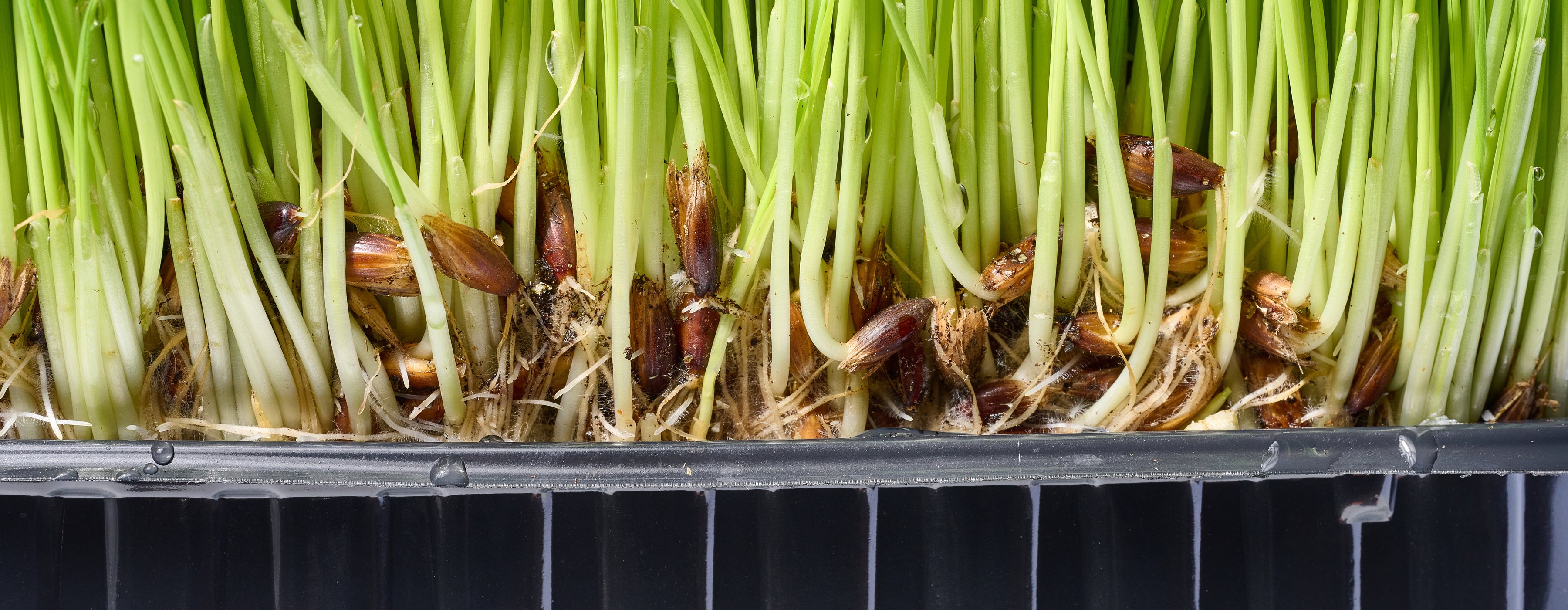Close-up of fresh green wheat sprouts with water drops