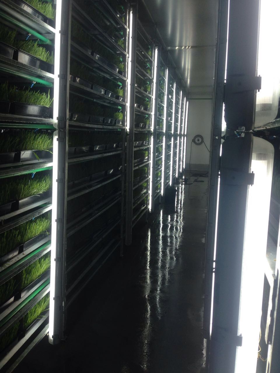 Fodder crop production